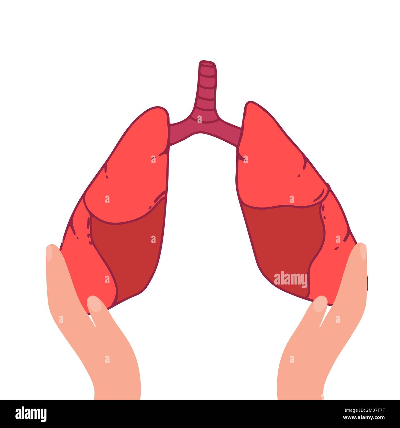 Lungs Human Internal Organ Isolated White Background With Gradient Mesh ...