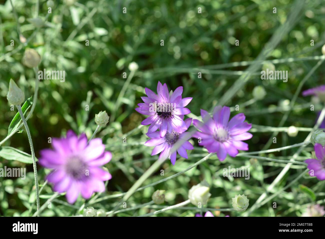 Purple flower of Annual Everlasting or Immortelle, Xeranthemum annuum, macro, selective focus Stock Photo