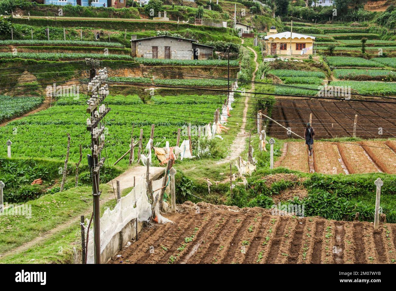 rural landscape near Nuwara Eliya in the highlands of Sri Lanka Stock ...