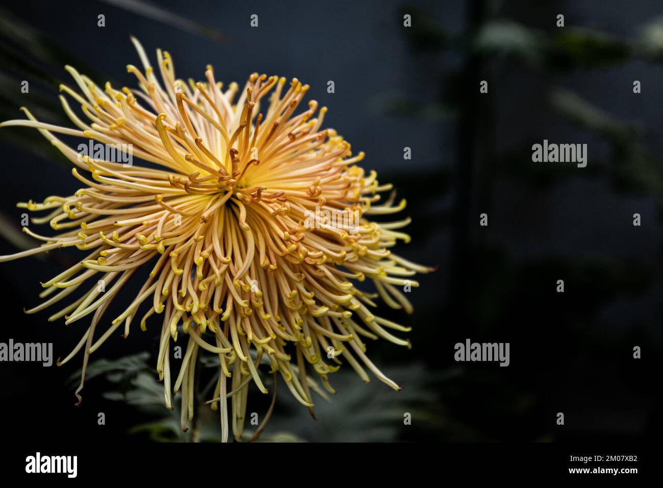 A closeup of blooming Chrysanthemum flower Stock Photo