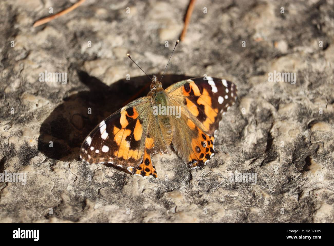 A top view of adorable Painted lady butterfly on a rock Stock Photo