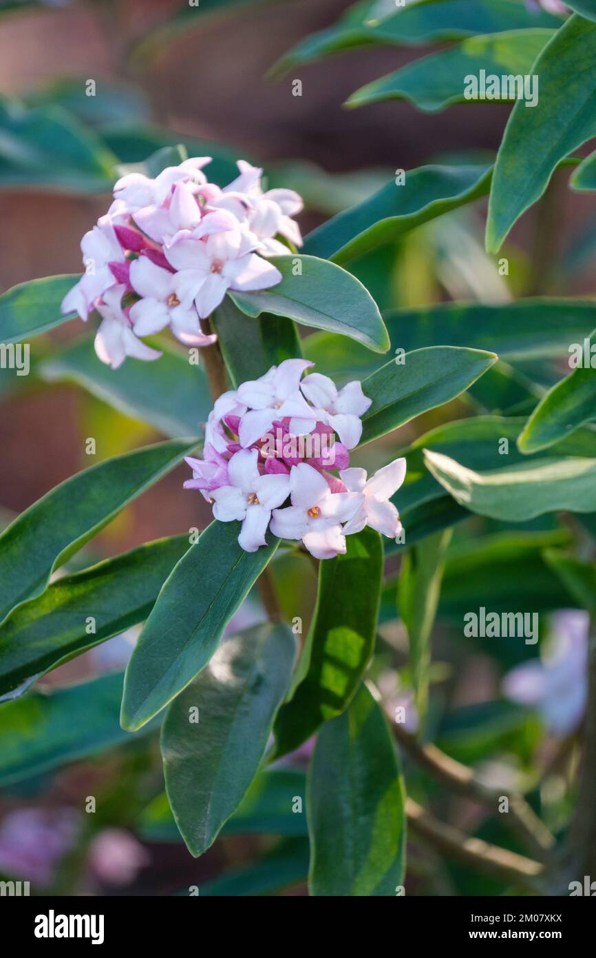 Daphne Spring Beauty, Daphne bholua Spring Beauty, evergreen to semi-evergreen shrub, small, white flowers flushed with pink borne in terminal cluster Stock Photo