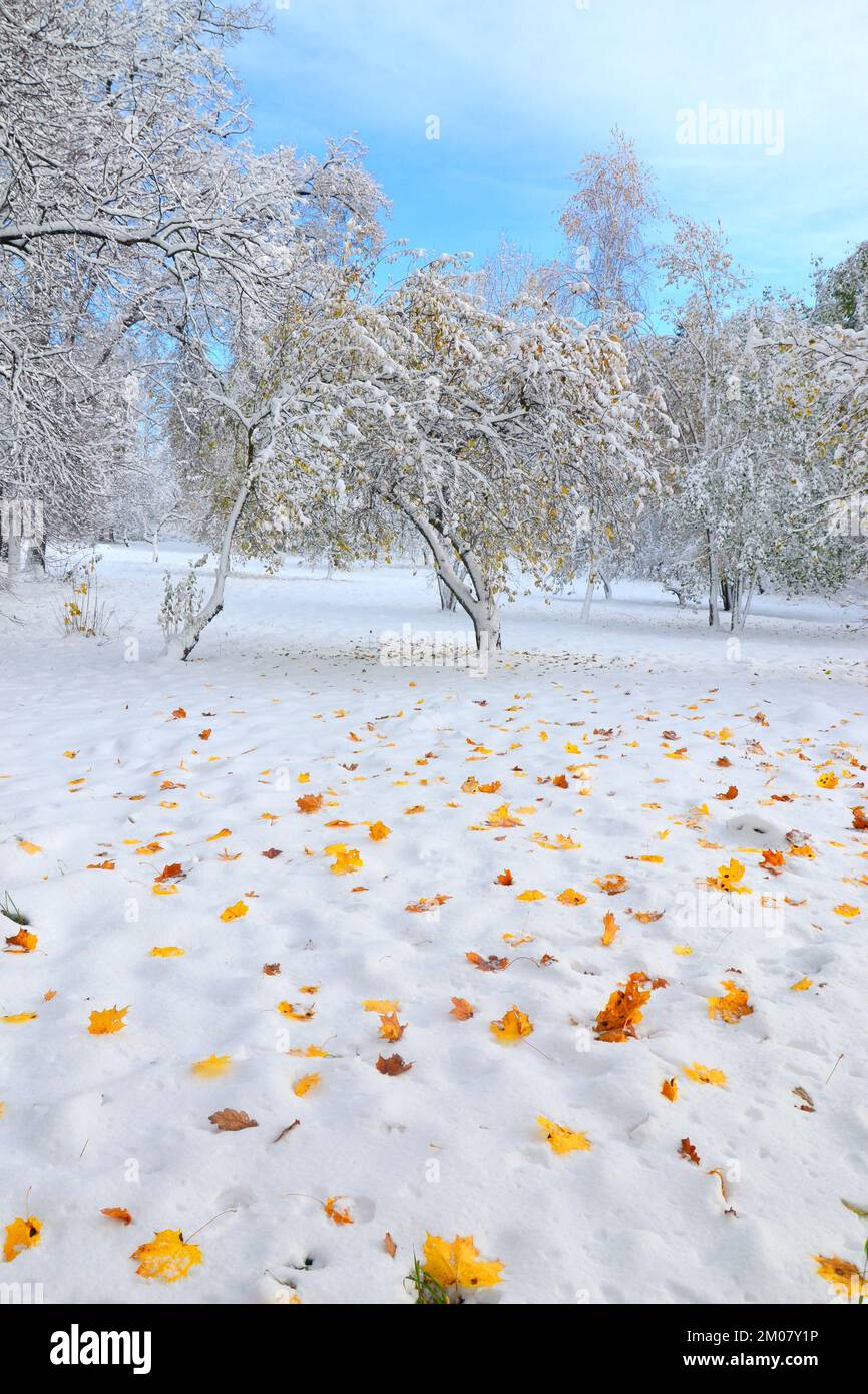 An early winter landscape snow on the ground colorful autumn leaves ...