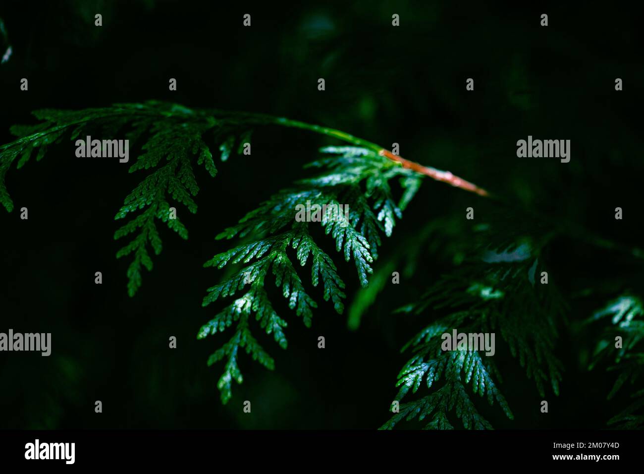 The close-up view of a Western redcedar tree green leaves Stock Photo