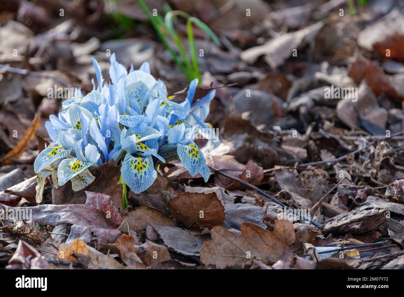 Iris Katherine Hodgkin, iris reticulata Katherine Hodgkin, dwarf iris Katherine Hodgkin, pale blue flowers, deep blue veins, yellow blotch at  base Stock Photo