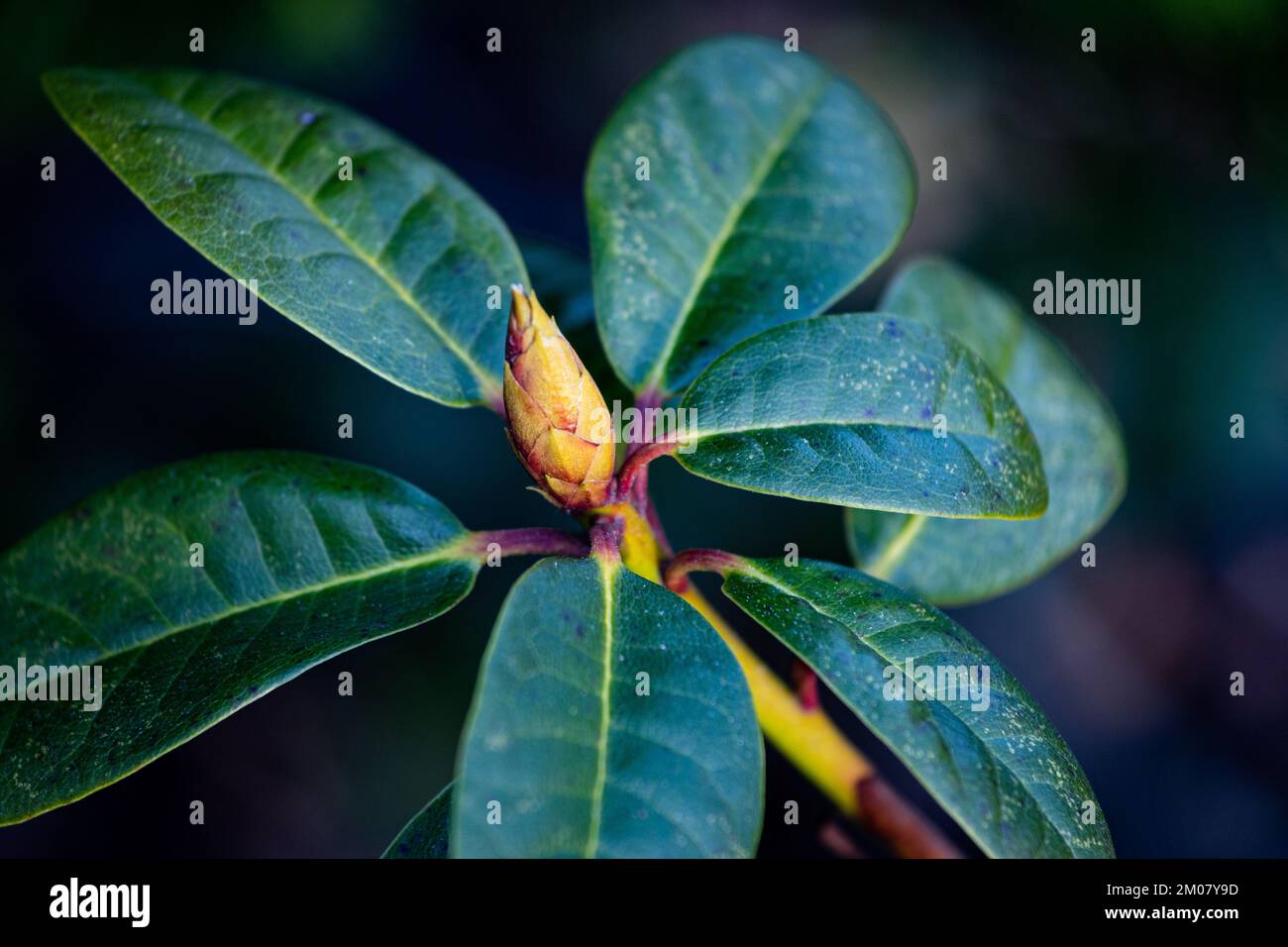 Rhododendron fauriei hi-res stock photography and images - Alamy