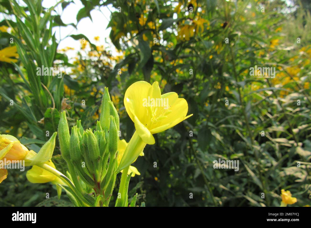 A closeup of blooming yellow Oenothera biennis flowers in field Stock Photo
