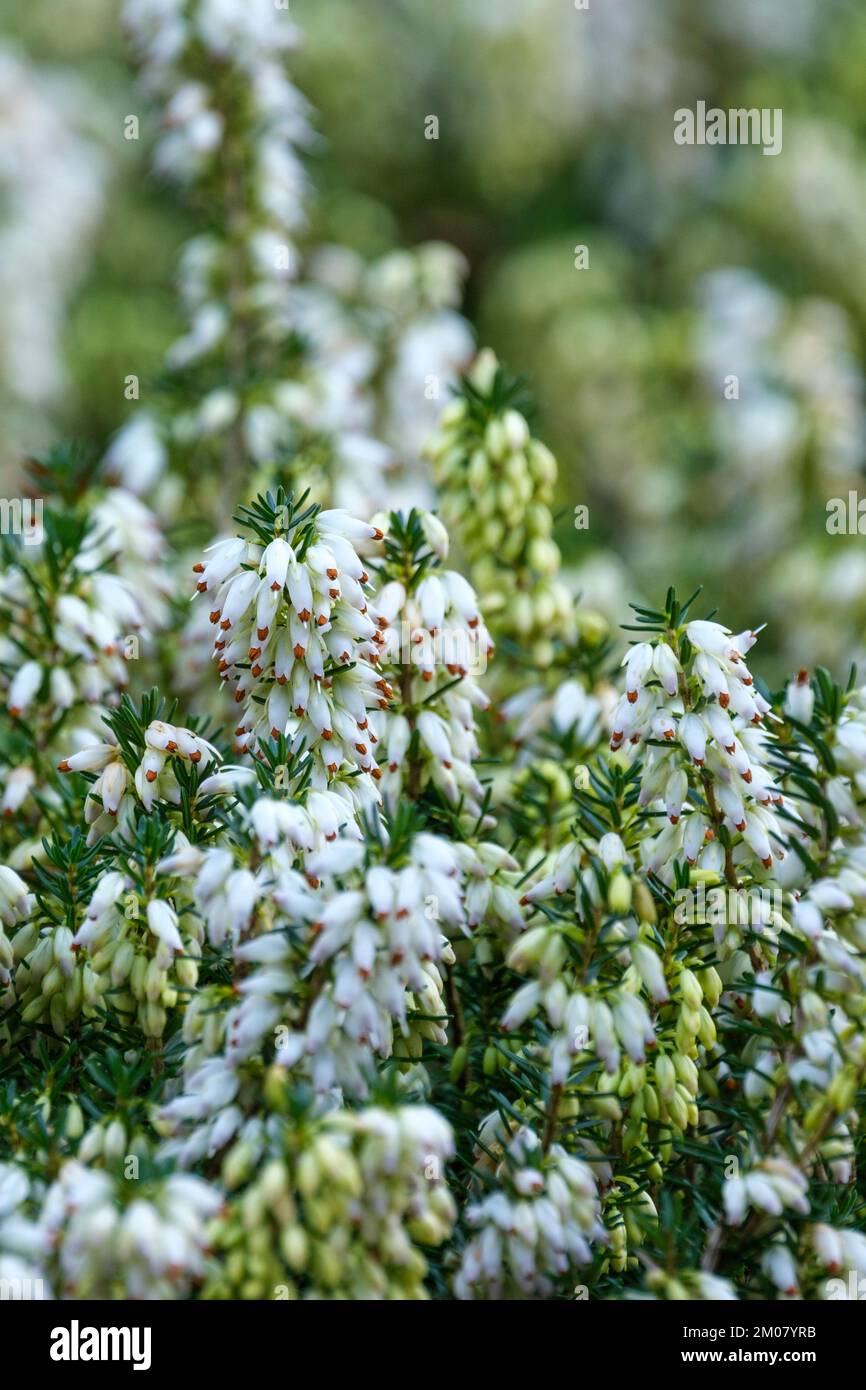 Erica carnea alba Snowbelle, Erica carnea Snowbelle, heather Snowbelle, compact, dwarf, evergreen shrub, spikes of tiny white flowers Stock Photo