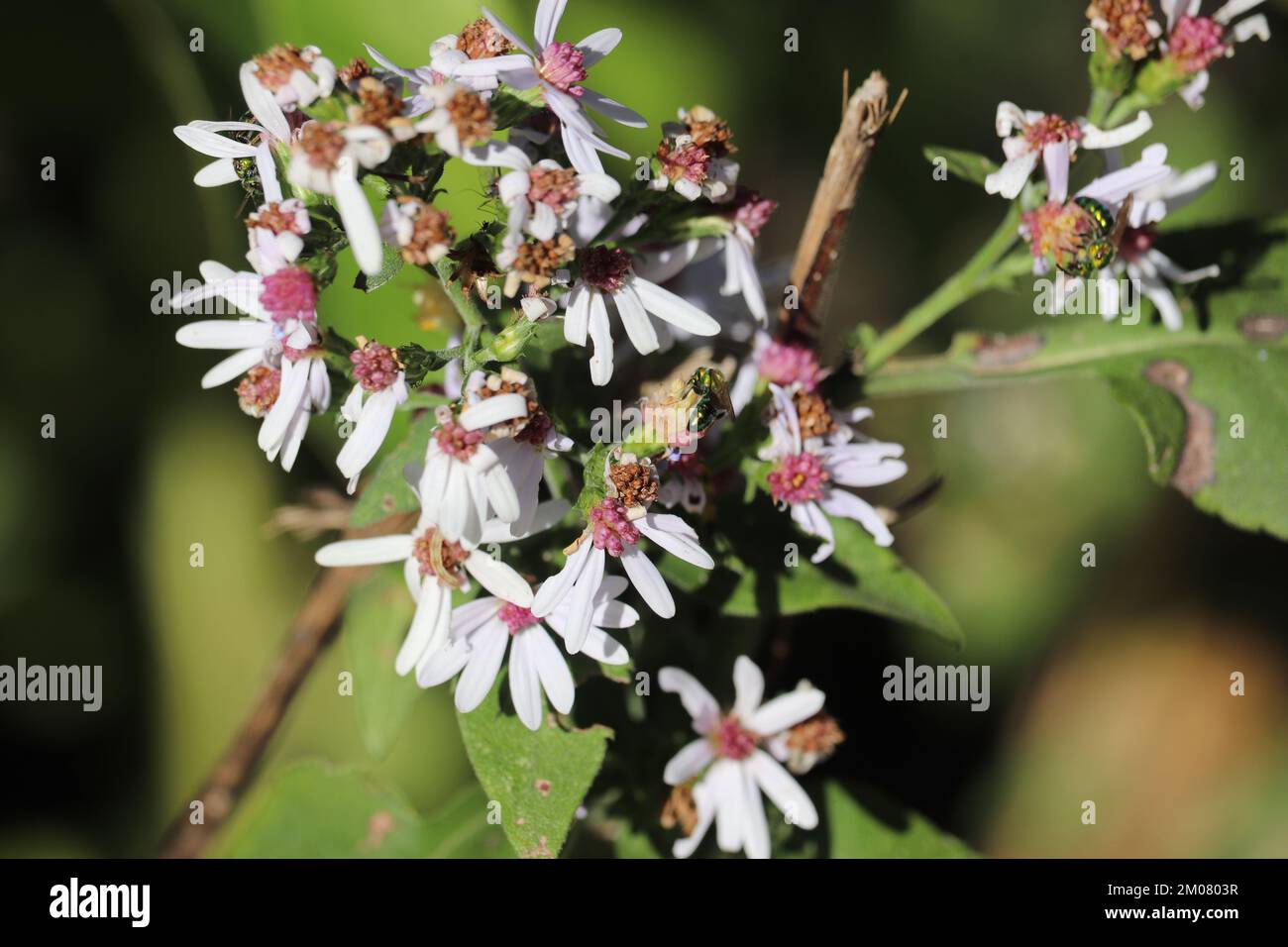 The pretty small calico aster flowers Stock Photo