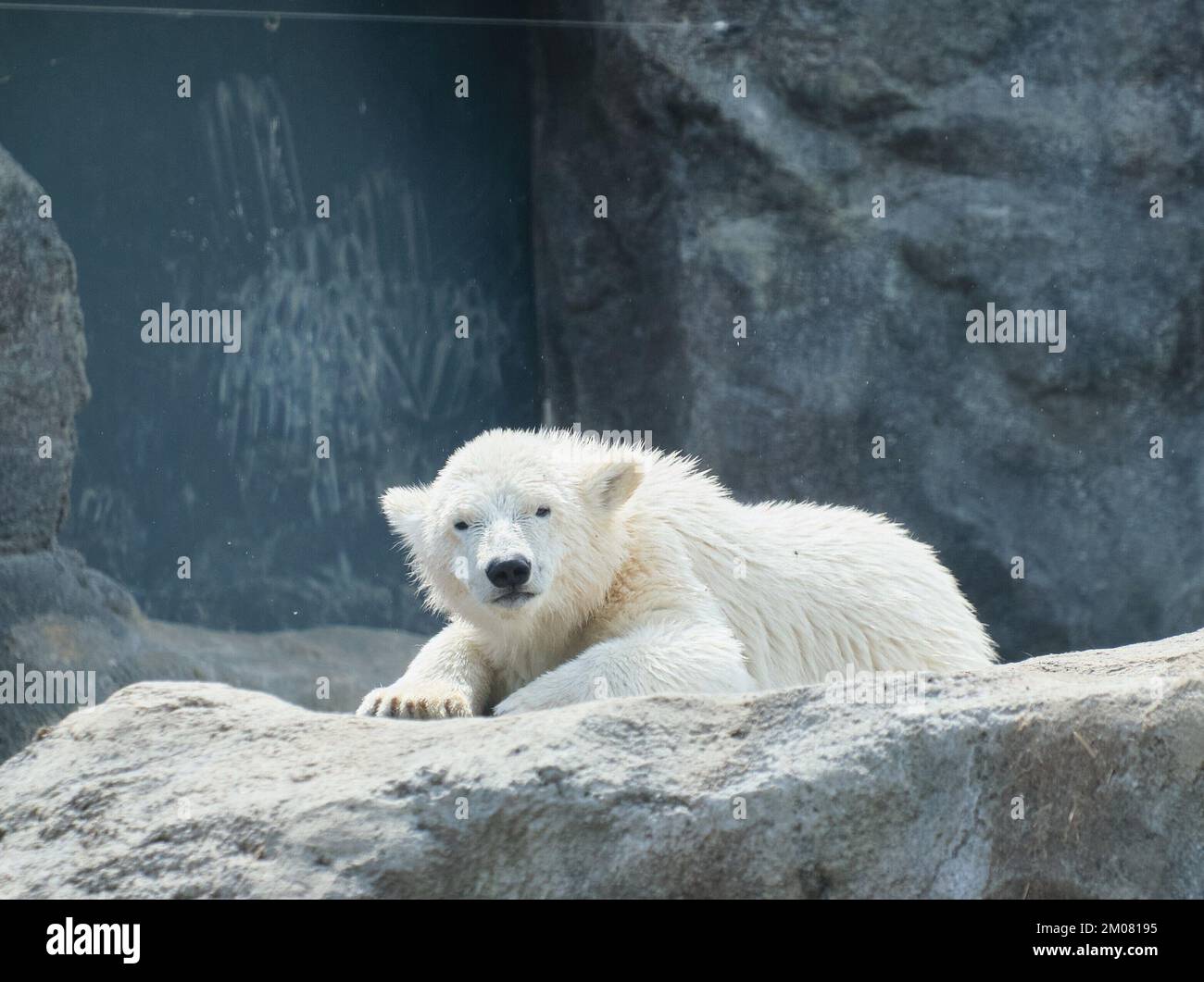 Ice bear cub staring into camera in vienna zoo Stock Photo