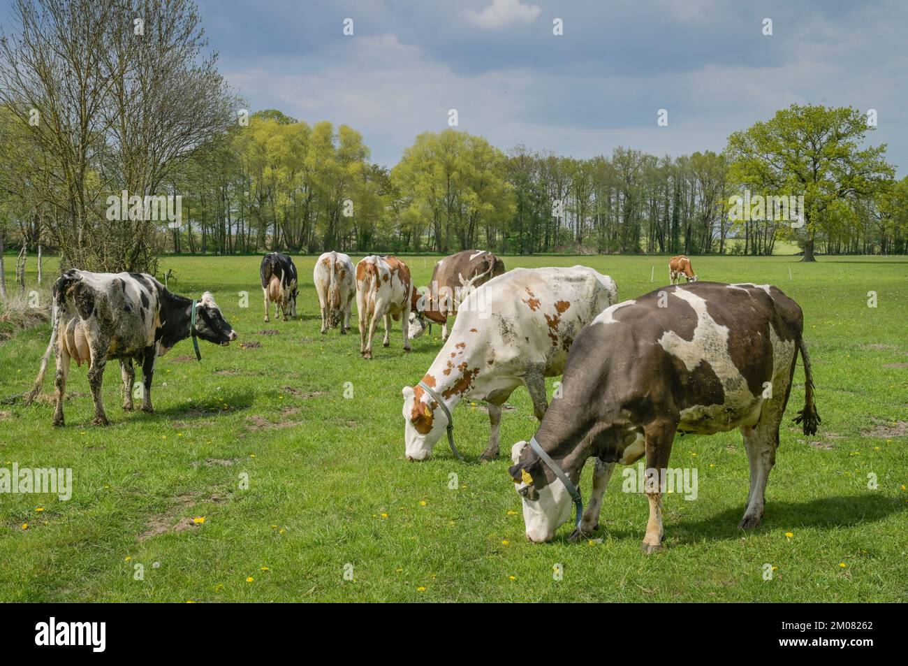 Schwarzbunte Milchkühe auf der Weide, Niedersachsen, Deutschland Stock Photo