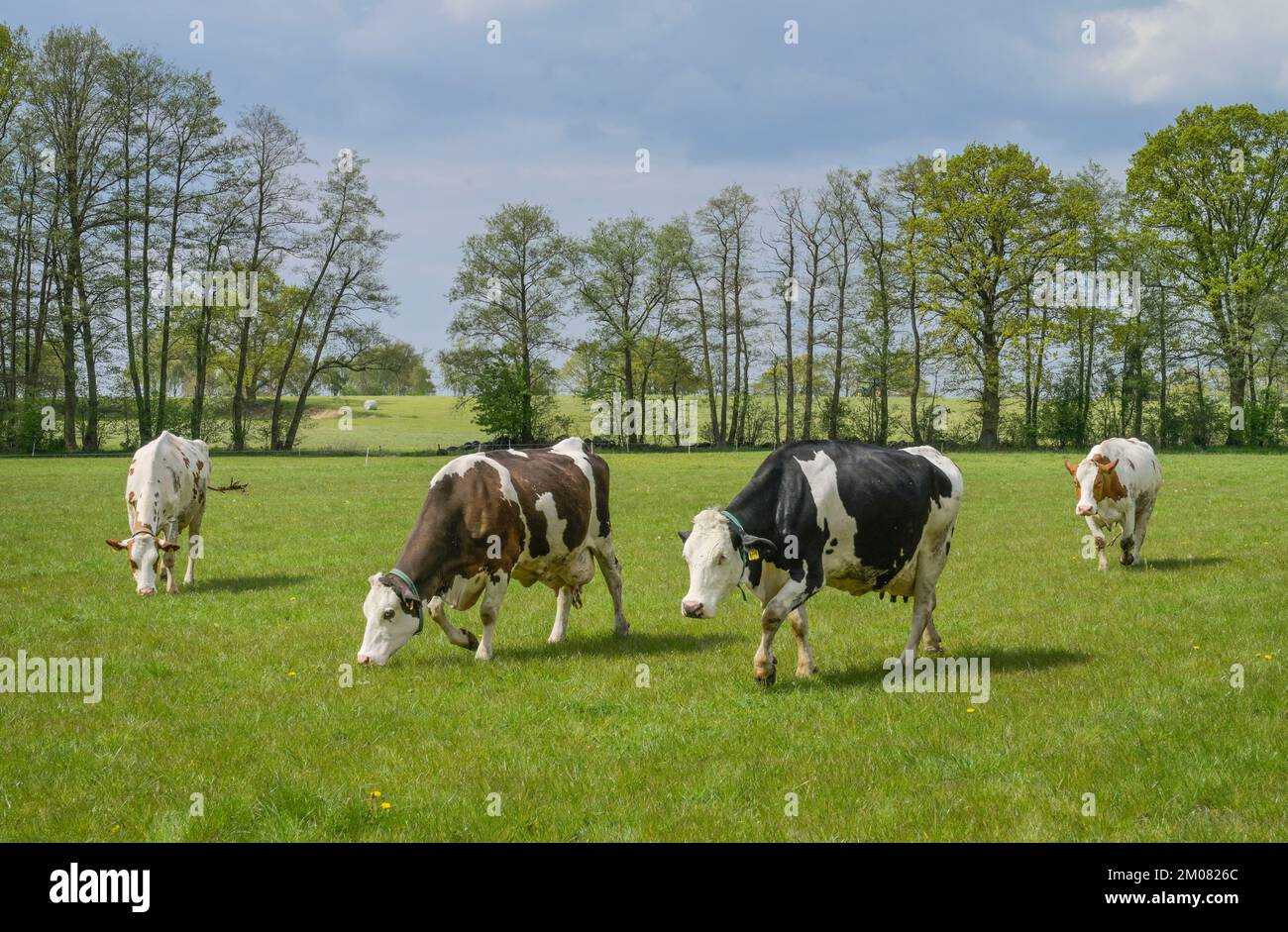 Schwarzbunte Milchkühe auf der Weide, Niedersachsen, Deutschland Stock Photo