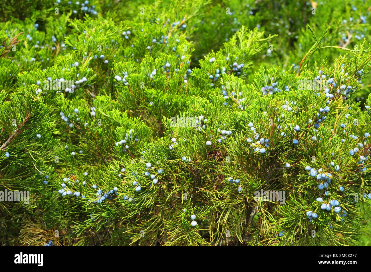 Green juniper with blue ripe juniper berries. Stock Photo