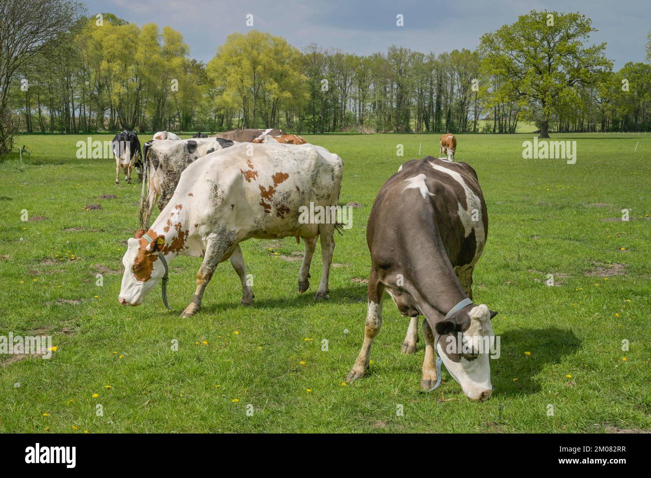 Schwarzbunte Milchkühe auf der Weide, Niedersachsen, Deutschland Stock Photo