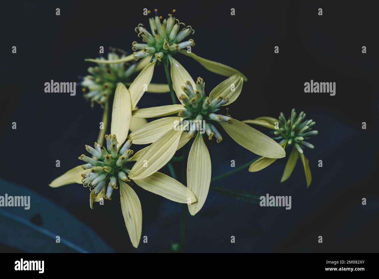 A closeup of the verbesina alternifolia flowers in the dark forest Stock Photo