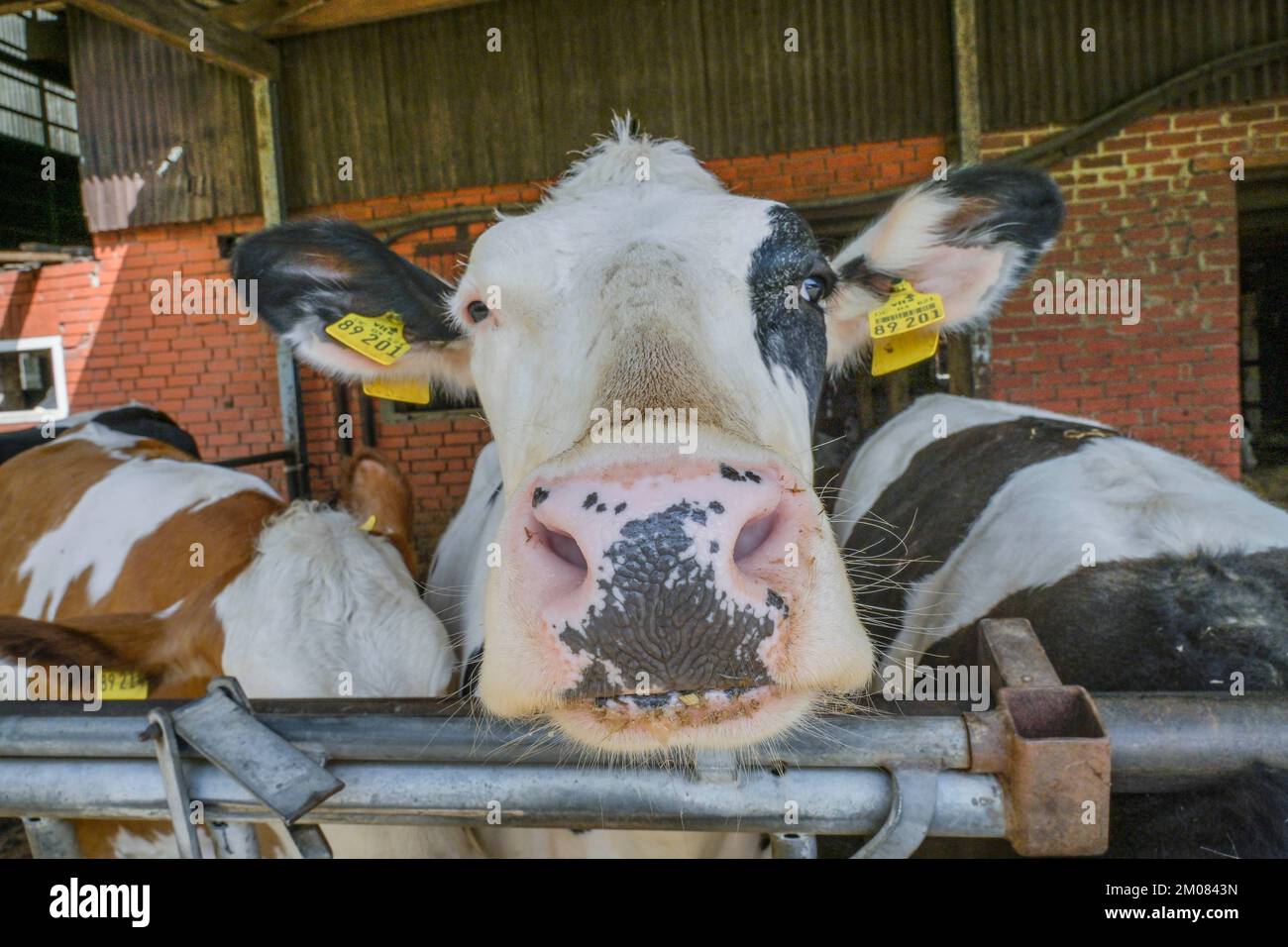 Hausrinder, Kühe im Stall, Niedersachsen, Deutschland Stock Photo