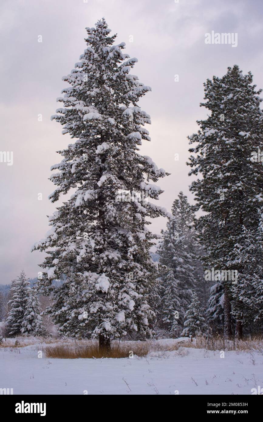 A snow frosted Rocky Mountain Douglas fir tree, Pseudotsuga menziesii var. glauca, standing alone in a field, in Troy, Montana. Stock Photo