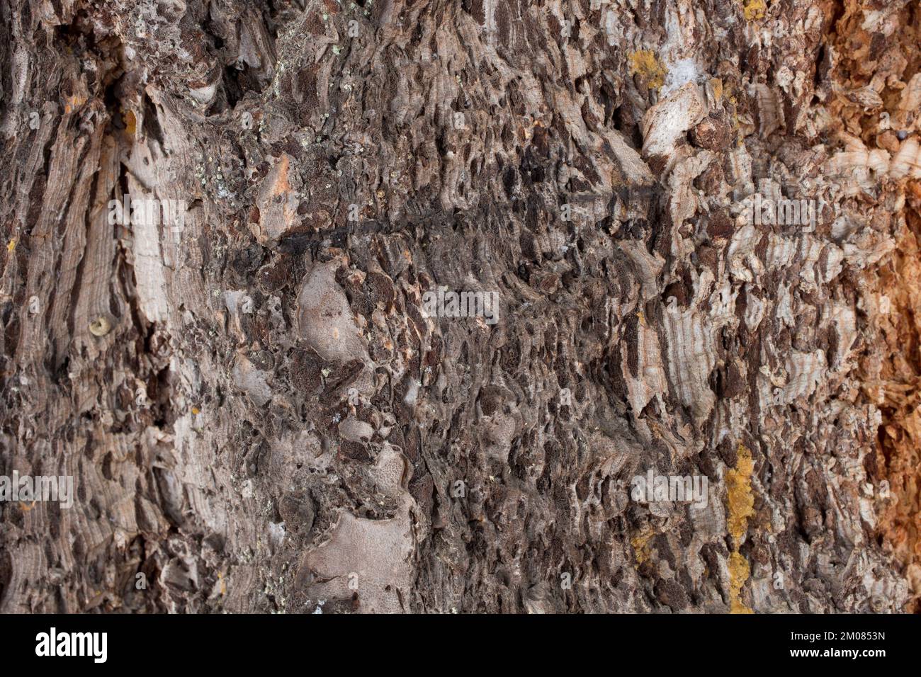 Rocky Mountain Douglas fir tree bark, Pseudotsuga menziesii var. glauca, Troy, Montana. Stock Photo