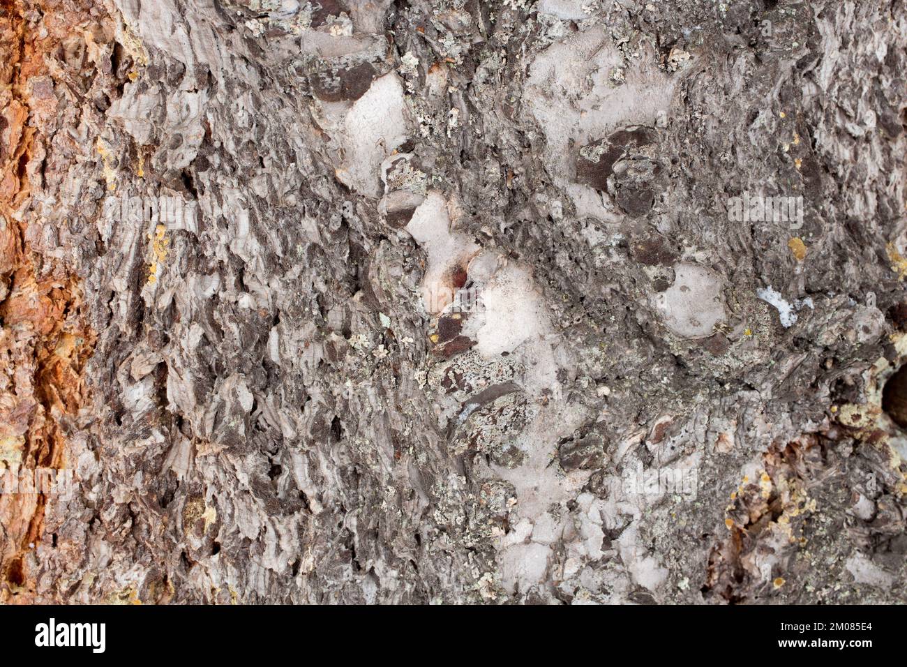 Rocky Mountain Douglas fir tree bark, Pseudotsuga menziesii var. glauca, Troy, Montana. Stock Photo