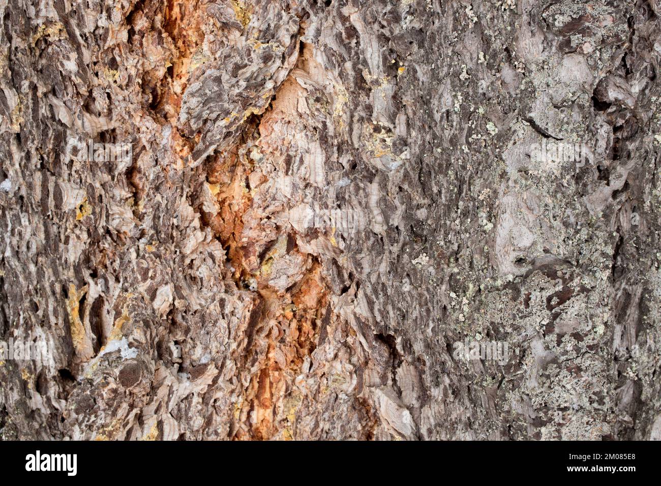 Rocky Mountain Douglas fir tree bark, Pseudotsuga menziesii var. glauca, Troy, Montana. Stock Photo