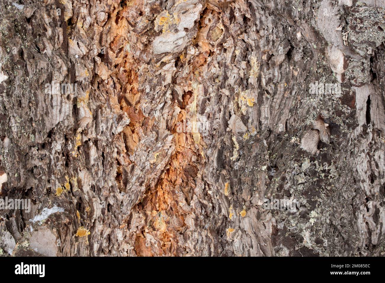 Rocky Mountain Douglas fir tree bark, Pseudotsuga menziesii var. glauca, Troy, Montana. Stock Photo