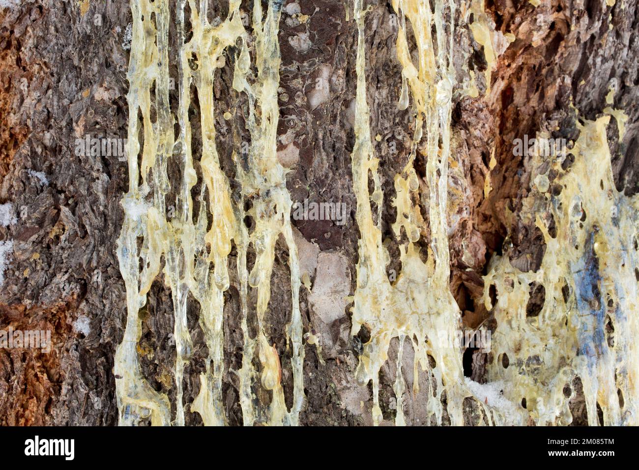 Solidified sap running down Rocky Mountain Douglas fir tree bark, Pseudotsuga menziesii var. glauca, Troy, Montana. Stock Photo