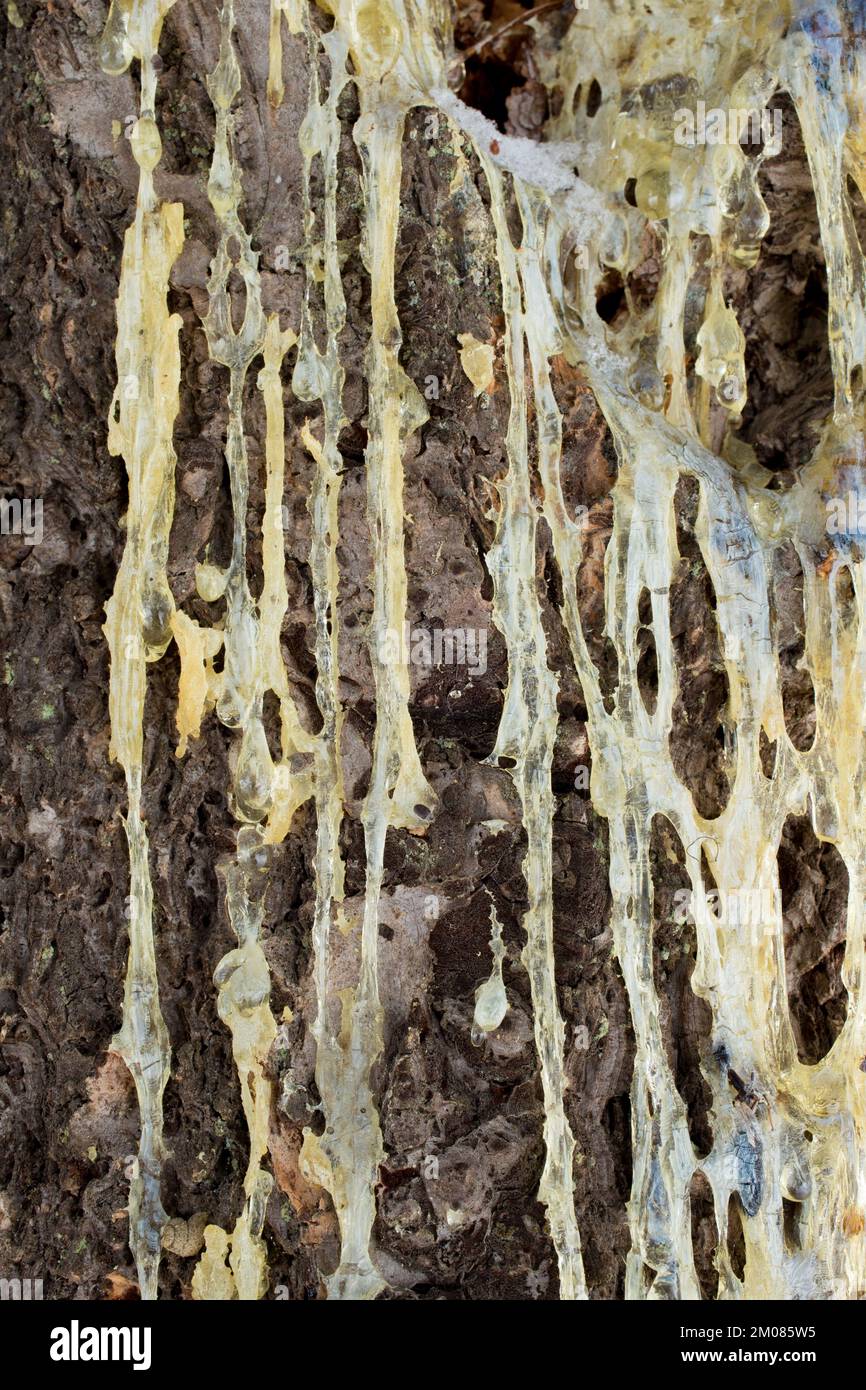 Solidified sap running down Rocky Mountain Douglas fir tree bark, Pseudotsuga menziesii var. glauca, Troy, Montana. Stock Photo