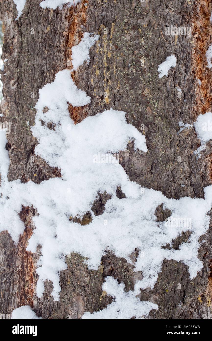 Snow on Rocky Mountain Douglas fir tree bark, Pseudotsuga menziesii var. glauca, on a clod winter day, Troy, Montana.   Kingdom: Plantae Clade: Trache Stock Photo