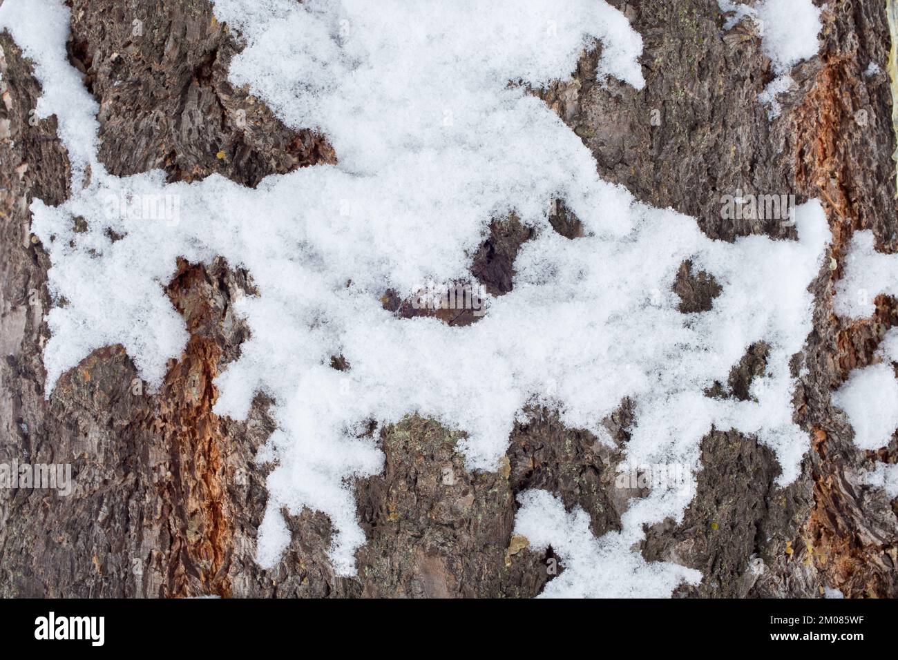 Snow on Rocky Mountain Douglas fir tree bark, Pseudotsuga menziesii var. glauca, on a clod winter day, Troy, Montana.   Kingdom: Plantae Clade: Trache Stock Photo