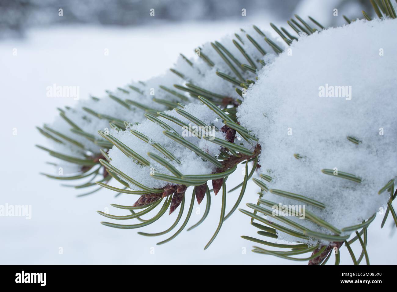 A snow frosted Rocky Mountain Douglas fir tree branch, Pseudotsuga menziesii var. glauca, in Troy, Montana.   Kingdom: Plantae Clade: Tracheophytes Cl Stock Photo