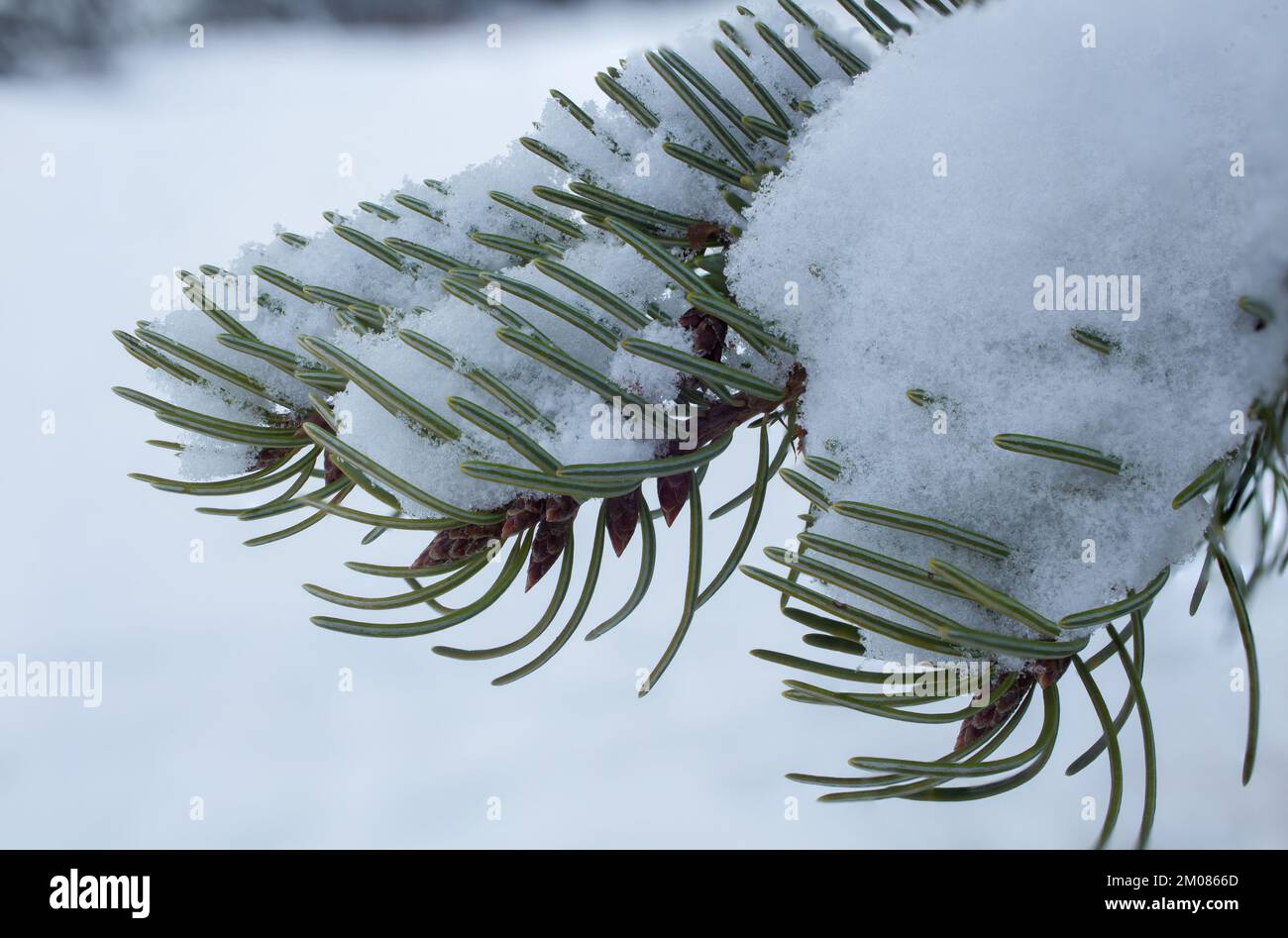 A snow frosted Rocky Mountain Douglas fir tree branch, Pseudotsuga menziesii var. glauca, in Troy, Montana.   Kingdom: Plantae Clade: Tracheophytes Cl Stock Photo