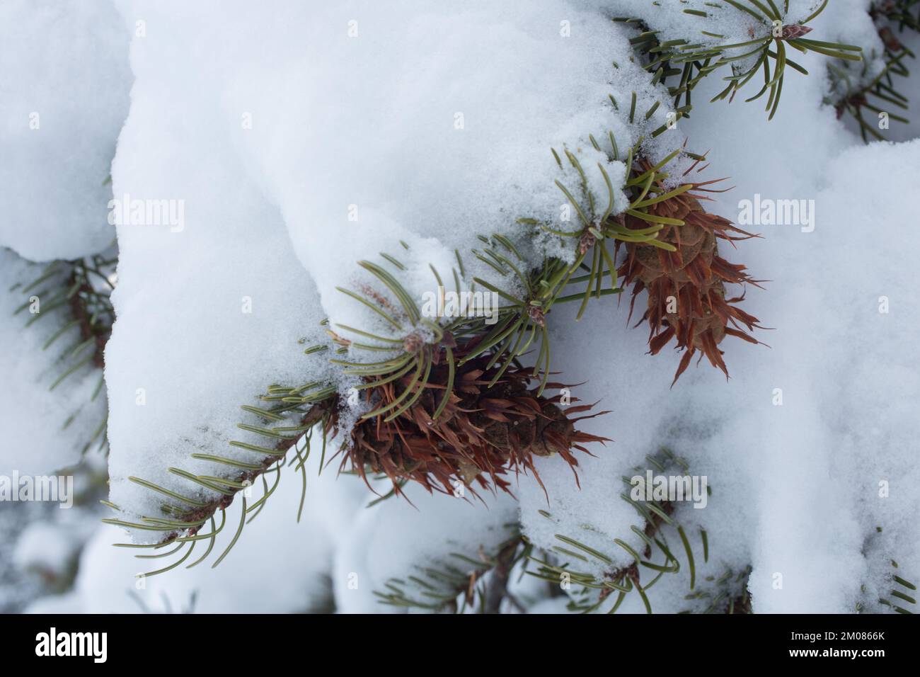 Snow frosted Rocky Mountain Douglas fir tree branch with cones, Pseudotsuga menziesii var. glauca, standing alone in a field, in Troy, Montana.   King Stock Photo