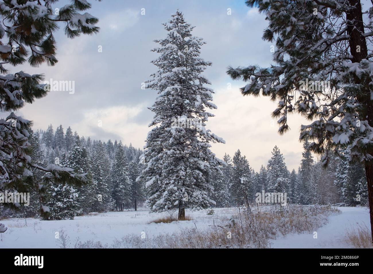 A snow frosted Rocky Mountain Douglas fir tree, Pseudotsuga menziesii var. glauca, standing alone in a field, in Troy, Montana. Stock Photo