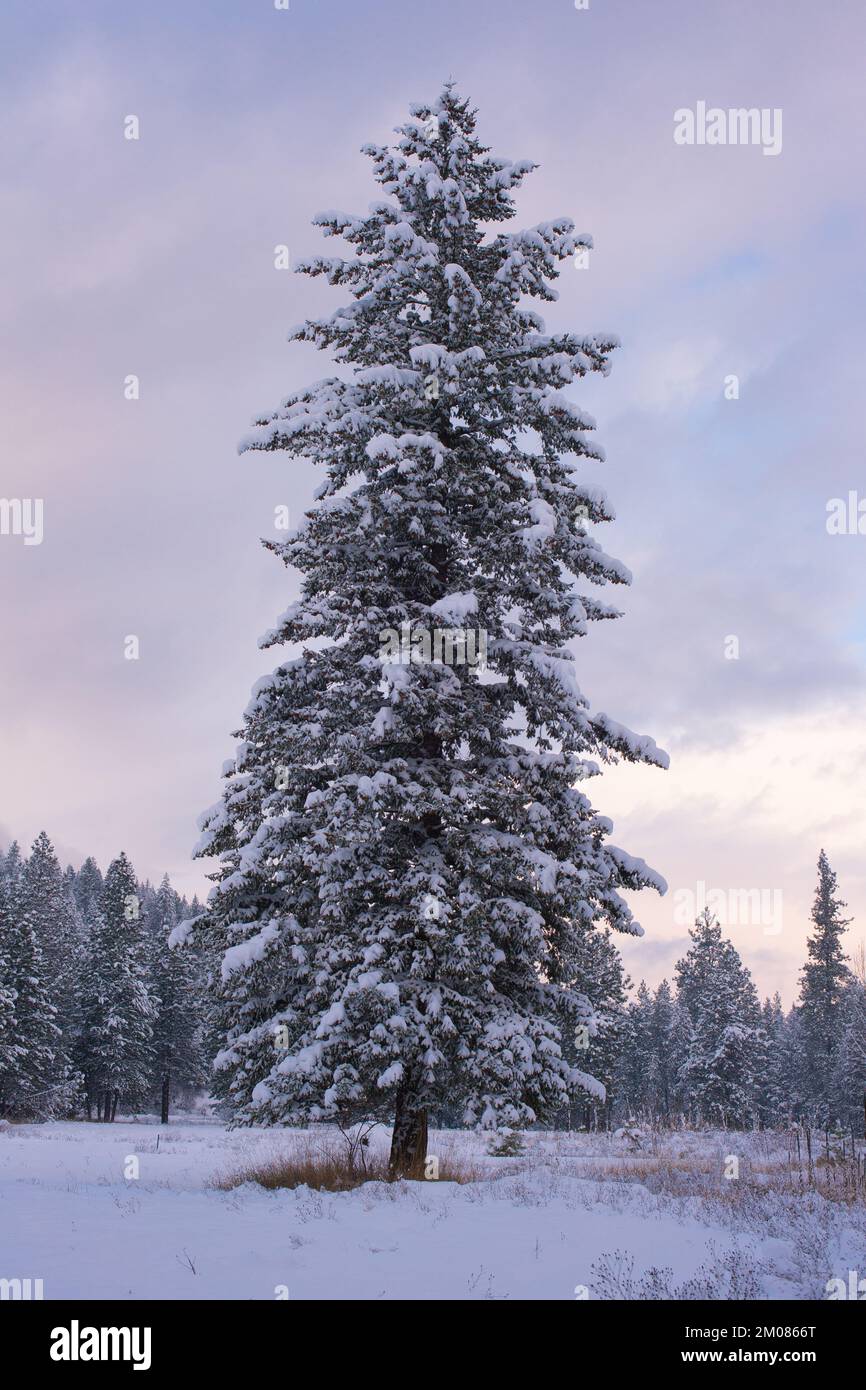 A snow frosted Rocky Mountain Douglas fir tree, Pseudotsuga menziesii var. glauca, standing alone in a field, in Troy, Montana. Stock Photo