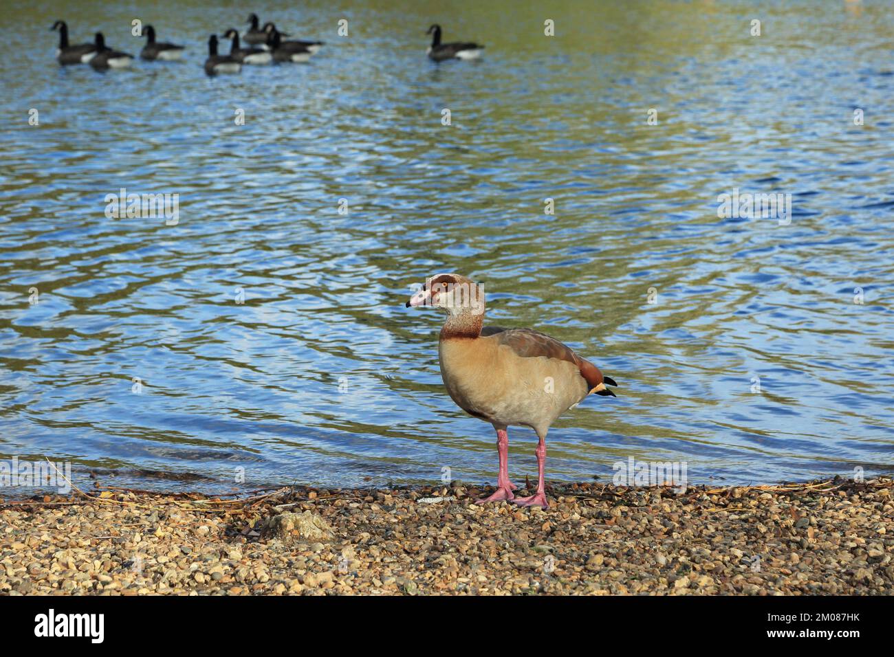 Willesborough road hires stock photography and images Alamy
