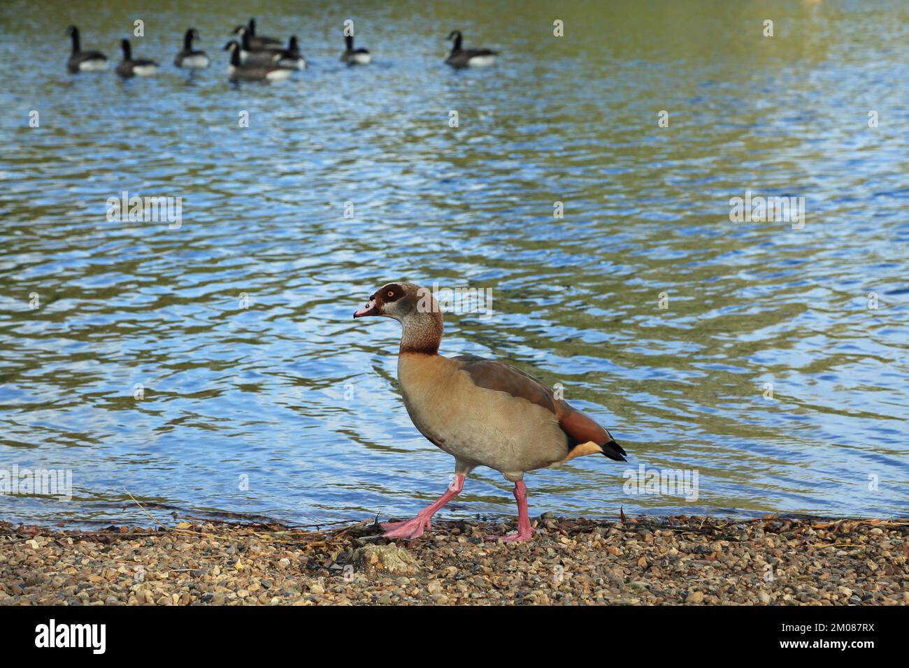 Egyptian Goose on the shores of Conningbrook Lakes Country Park