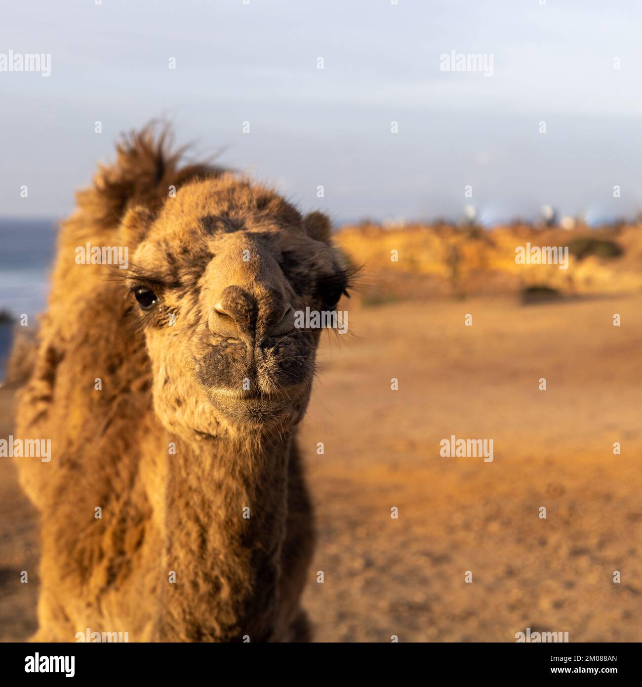 camel dromedary on the beach Stock Photo