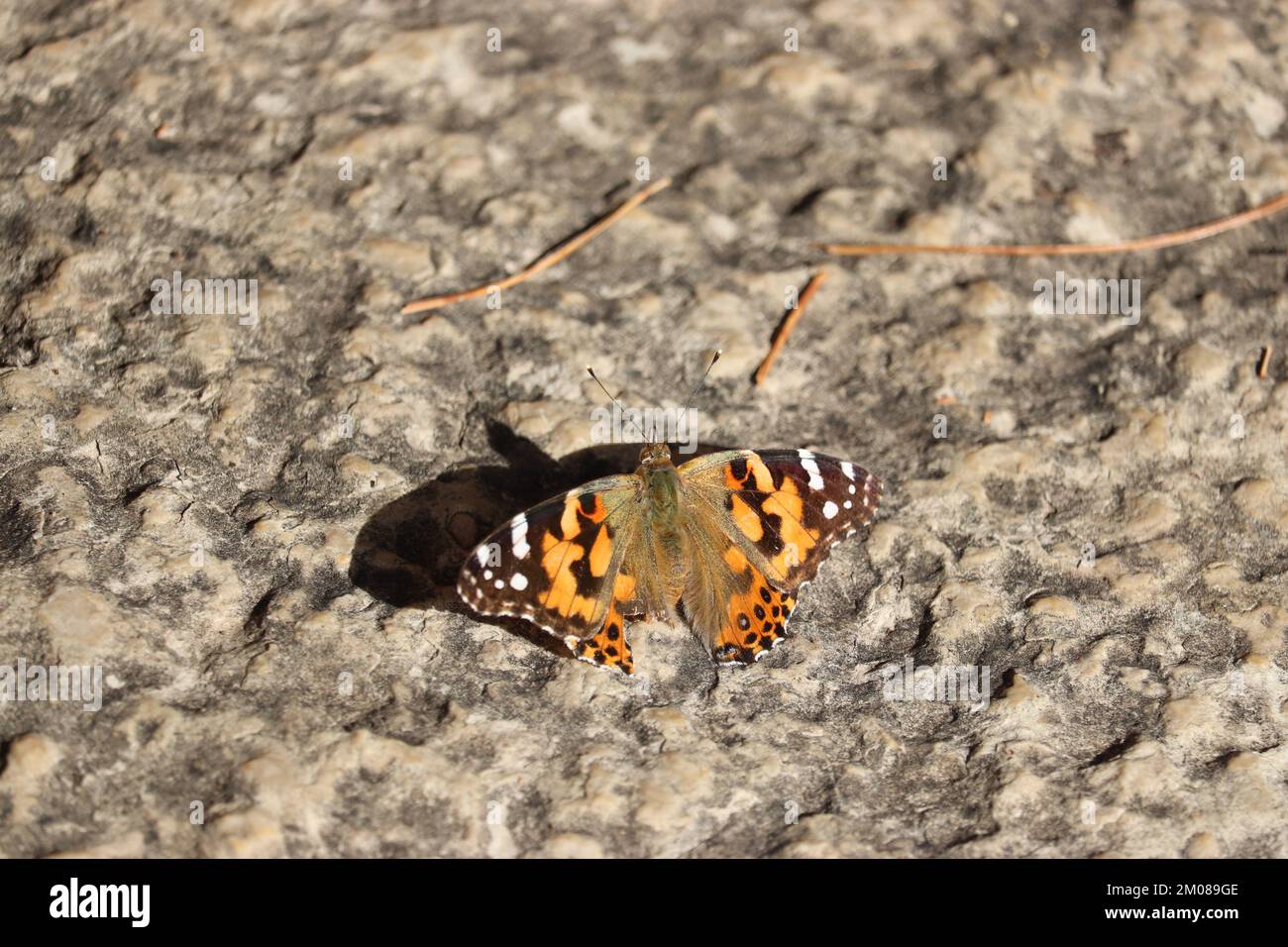 An orange painted lady butterfly on a rock Stock Photo