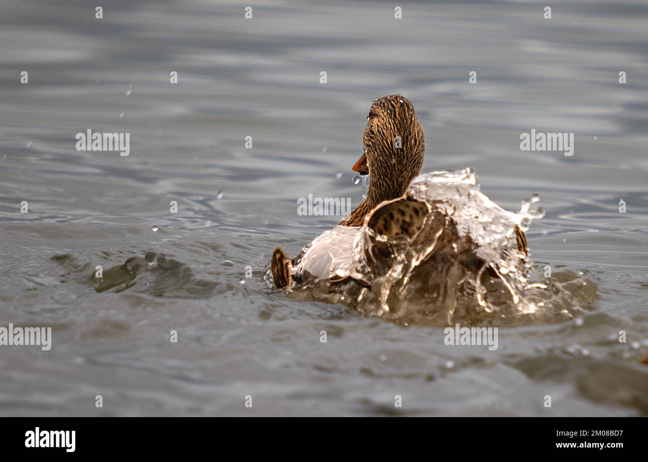 water formed on the duck diving into the water Stock Photo Alamy