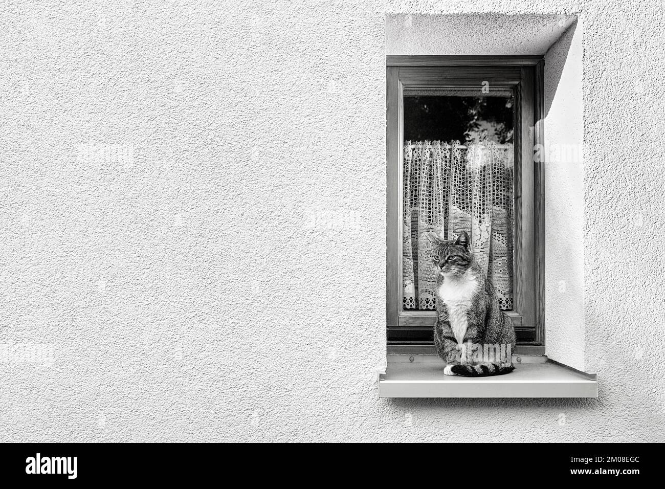 White façade with narrow window, house cat sitting alertly on windowsill in window recess, symbolic image, text free space, black and white image Stock Photo