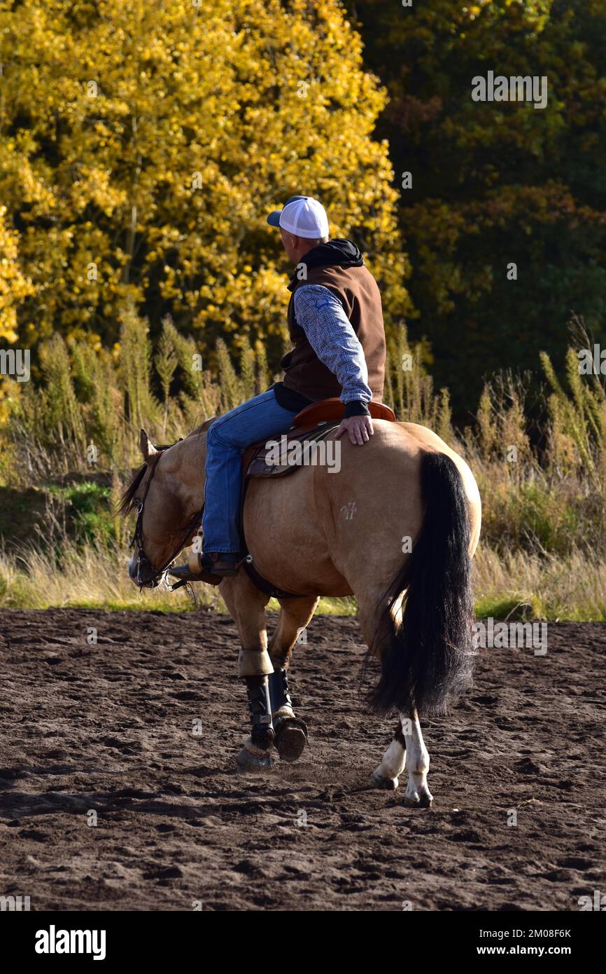 American Quarter Horse stallion in training for western riding, contact