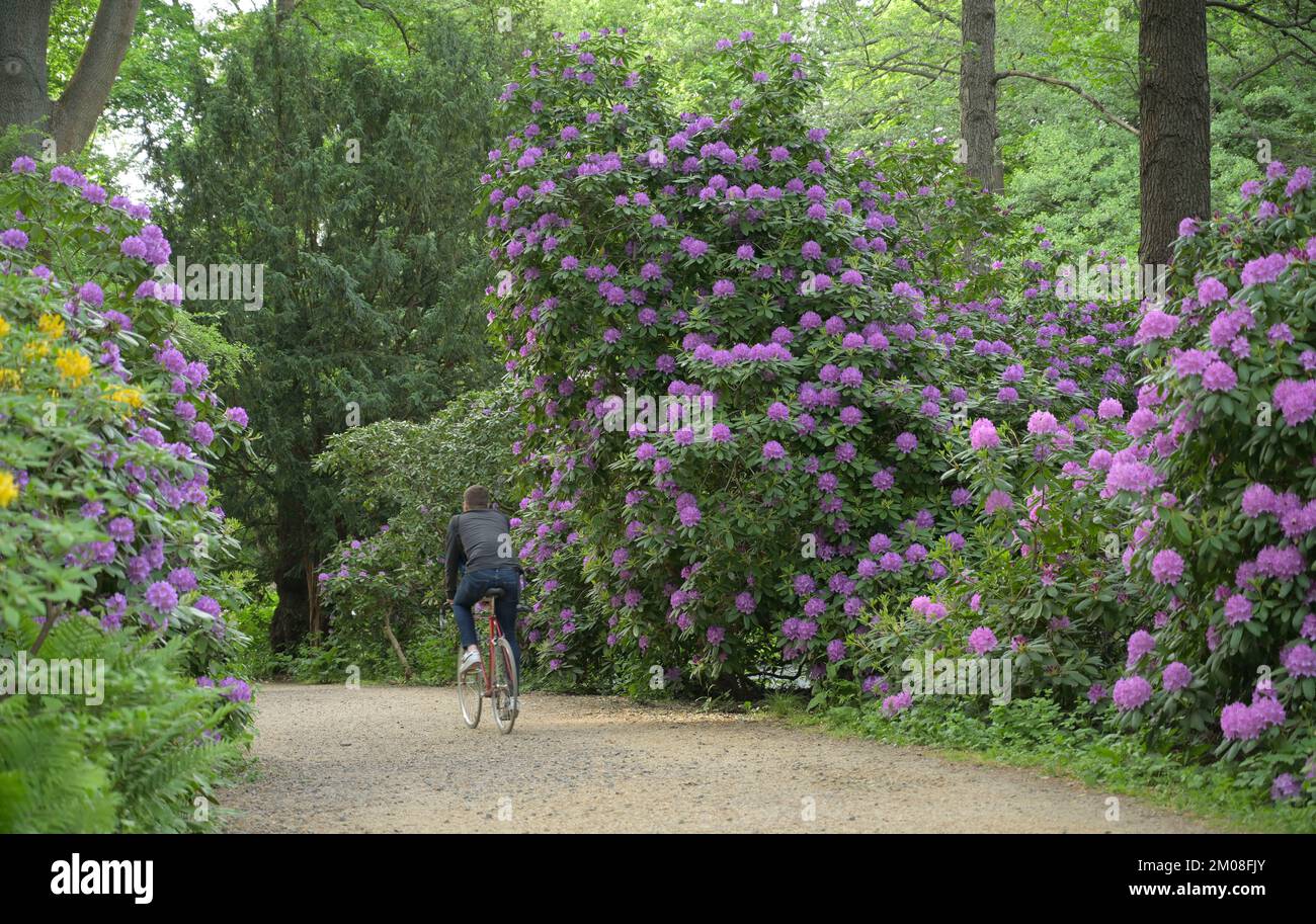 thuja brabant lebensbaum 180 200 cm Lebensbaum Thuja occidentalis Smaragd 160-180 cm Höhe Ballenware main image 0