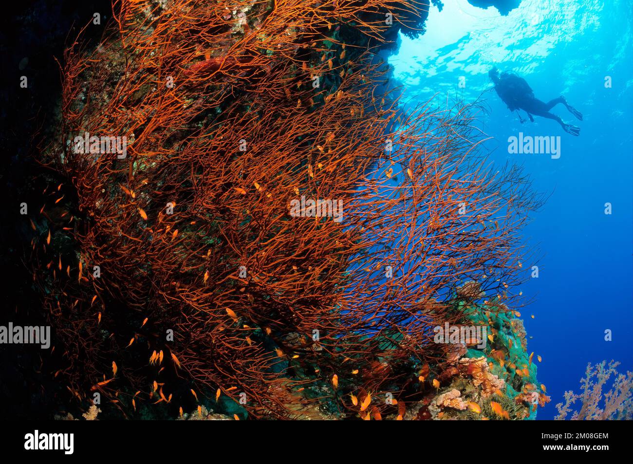 Black bushy black coral (Antipathes dichotoma) (in it jewelled flagfish (Pseudanthias squamipinnis), in the background silhouette of diver, Red Sea, E Stock Photo