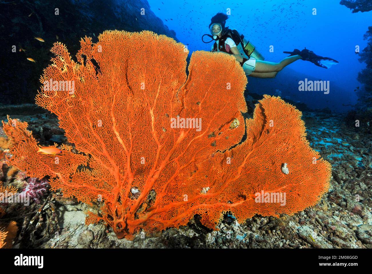 Scuba diver looking at large gorgonian fan coral (Subergorgia giant sea ...