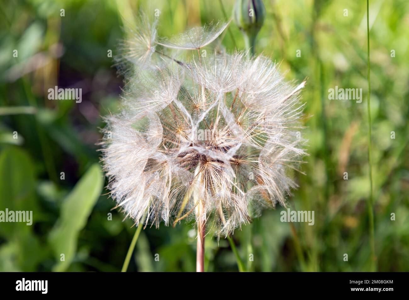 Mature white dandelion flower hi-res stock photography and images - Alamy