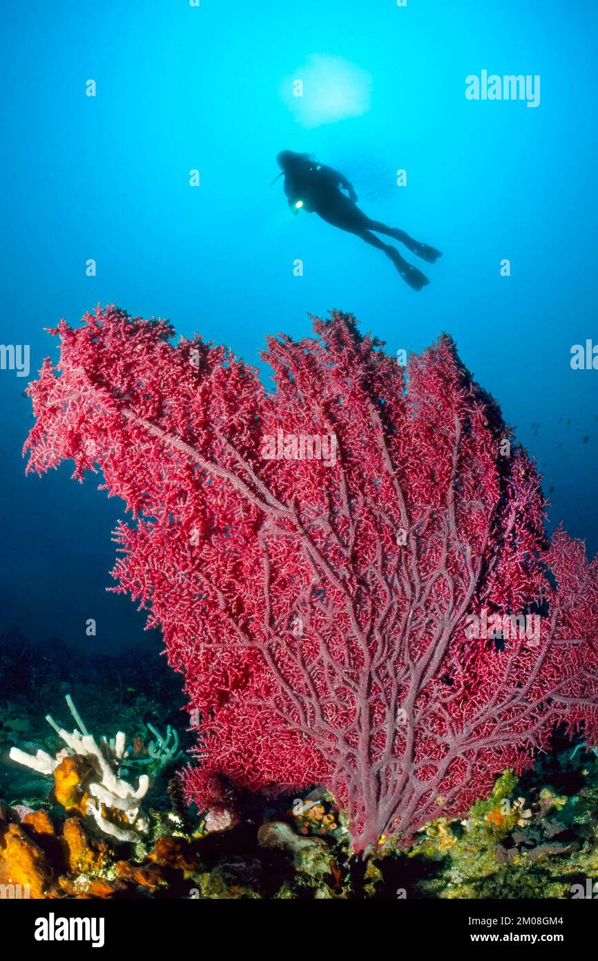 Red sea fan (Melithaea), gorgonian, in the background silhouette of diver with underwater lamp, Indian Ocean, Pacific Ocean, Koh Lanta, Thailand, Asia Stock Photo