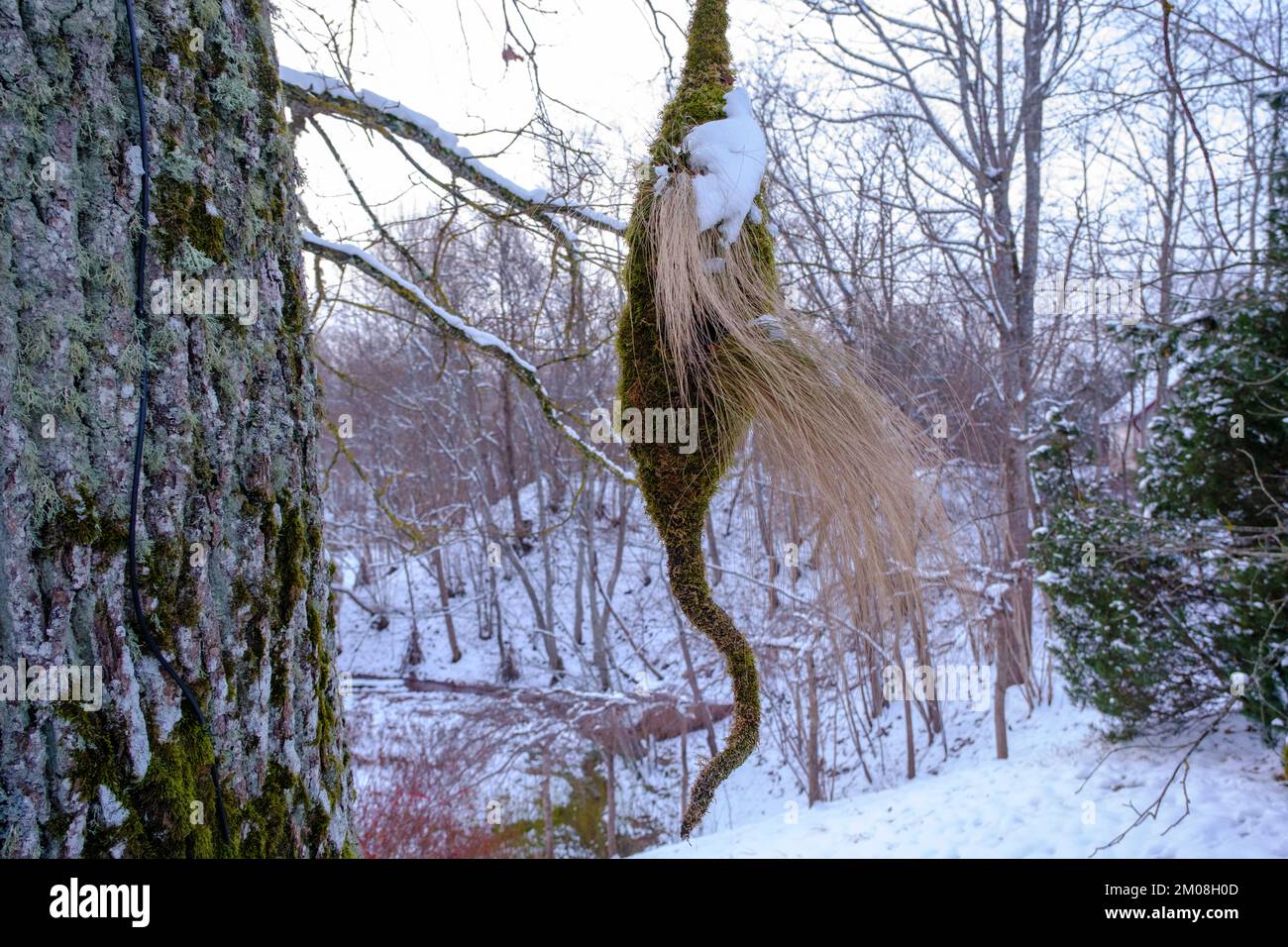 Late night . Evening twilight. a decor made of moss hung on a tree branch. Stock Photo