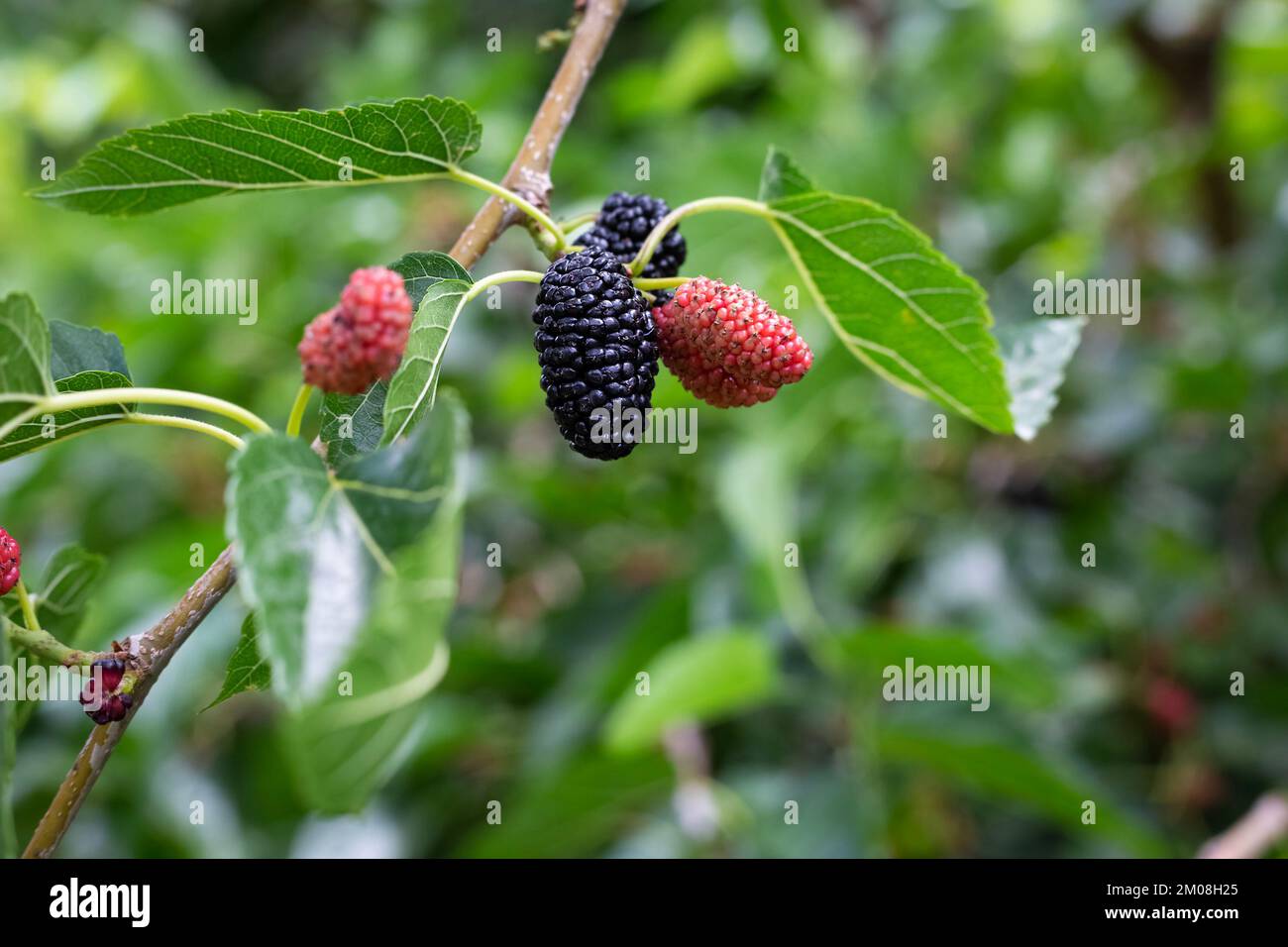 Ripe and green mulberry berries growing on branch with green leaves. Agricultural plant with fruits in garden outdoors. blackberry in forest. Raw Stock Photo