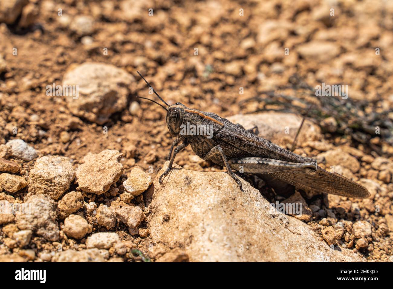 Trimerotropis pallidipennis is a pale winged grasshopper similar to a locust insect known as a pest. Close-up Stock Photo