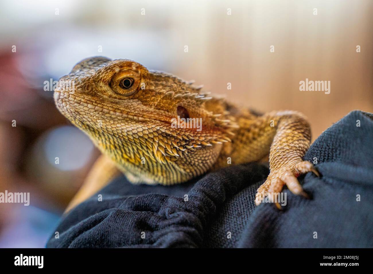 Exotic animals. Iguana. Homemade beautiful iguana sits on a shoulder. Stock Photo